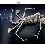 Limited collector’s edition, signed and numbered - Maarten Vanden Eynde